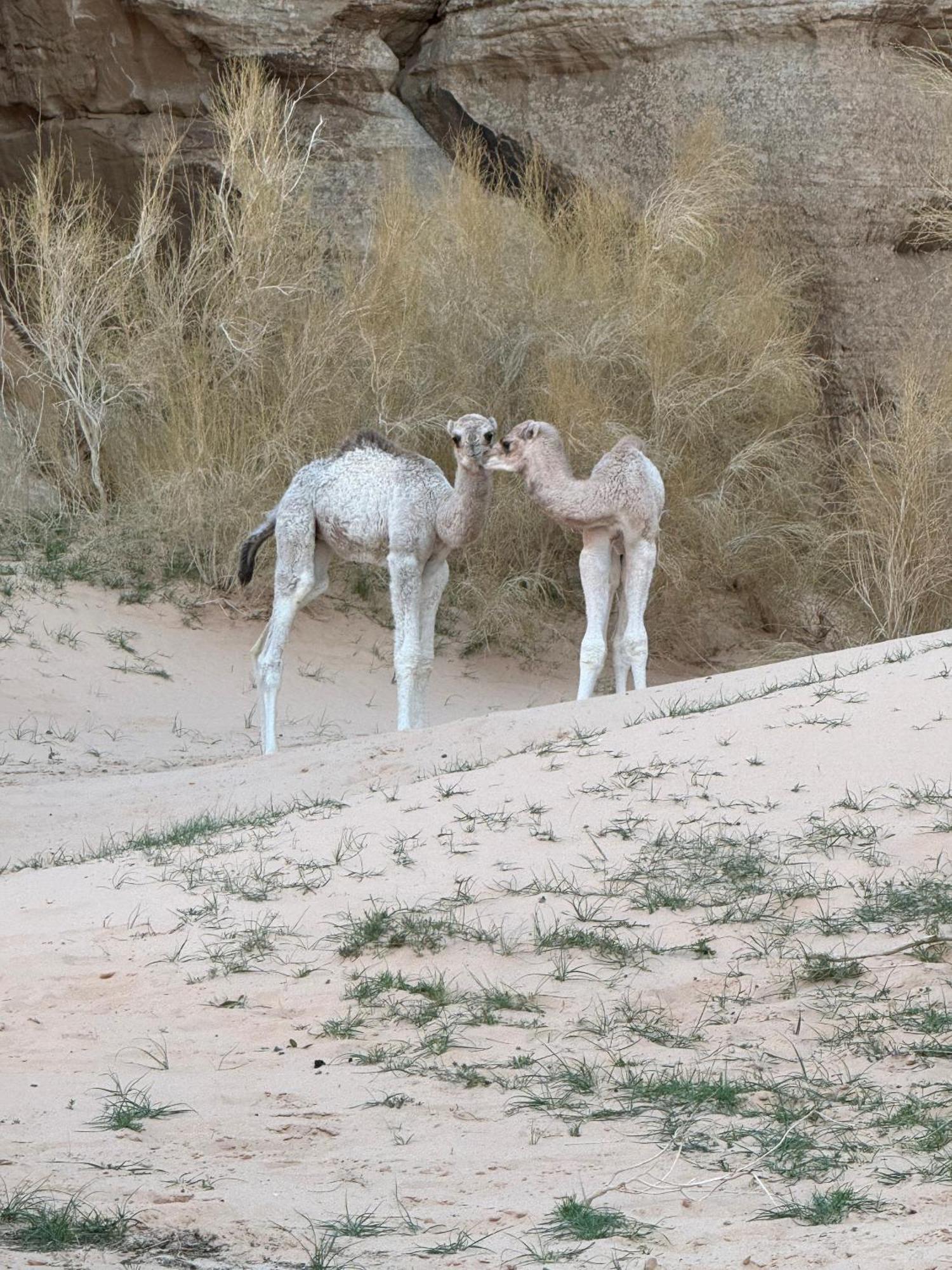 Desert Bird Camp Wadi Rum Exteriör bild