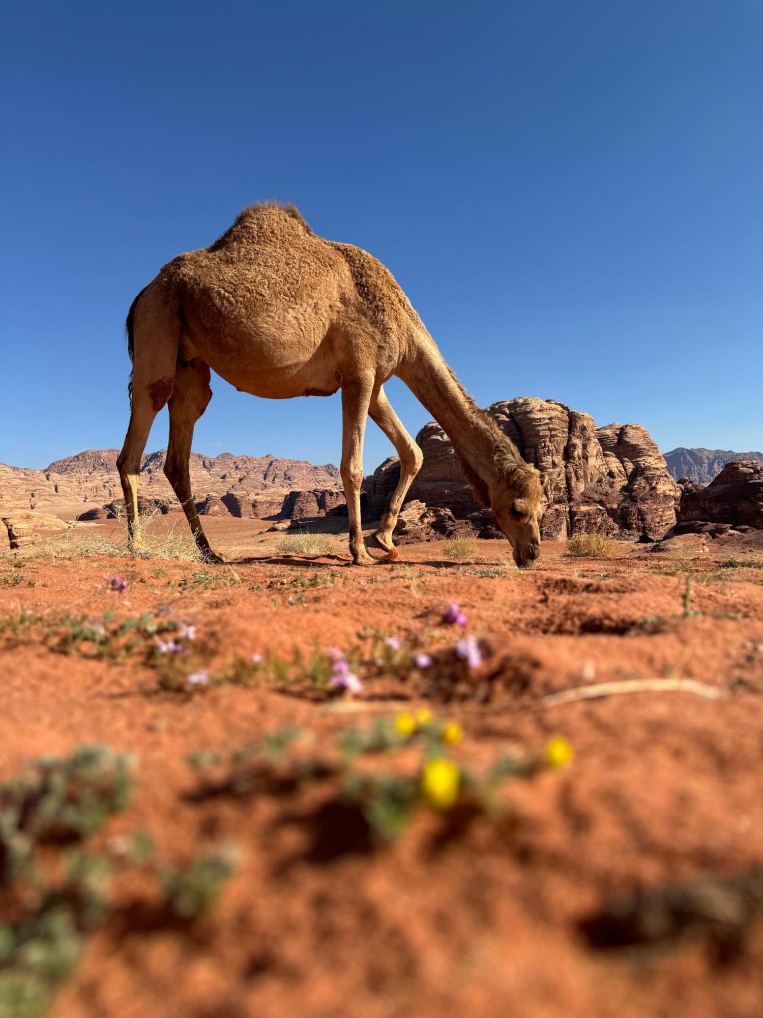 Desert Bird Camp Wadi Rum Exteriör bild