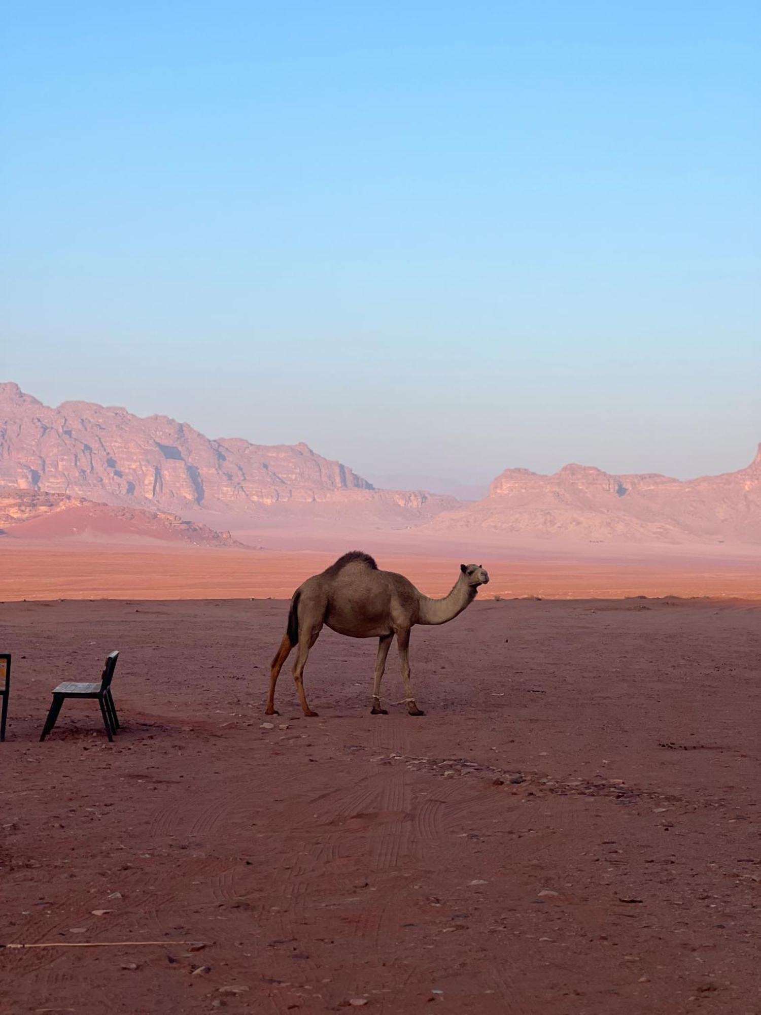 Desert Bird Camp Wadi Rum Exteriör bild